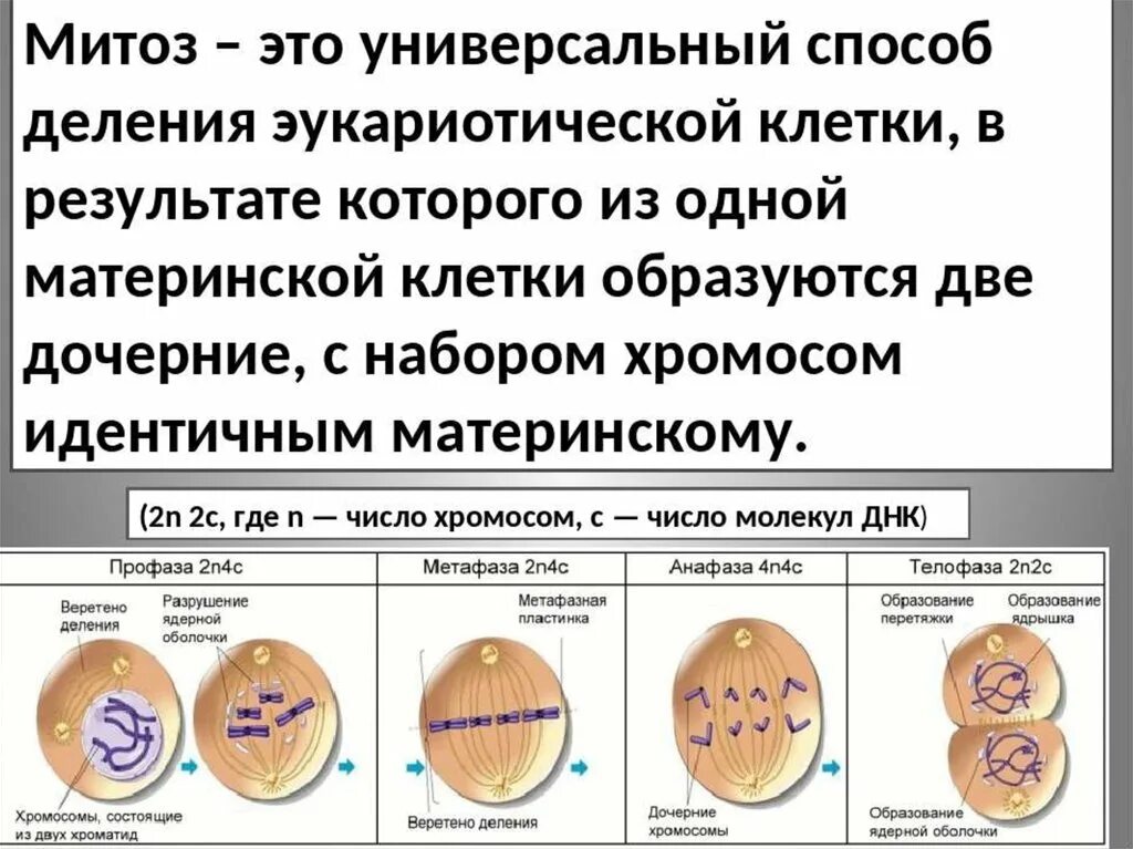 В результате митоза образуют. Эукариот - митотическое деление клетки.. Способы деления клетки эукариот. Деление эукариотической клетки митоз. Эукариотическая клетка фазы деления.