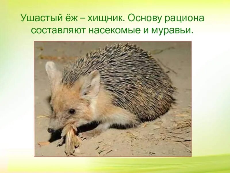 Ушастый еж сообщение. Ушастый ёж. ушастый ёж красная книга. ушастый ежик из красной книги. сообщение про ушастого ежа.