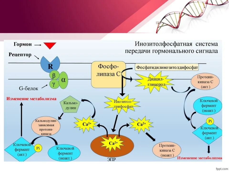 Инозитолфосфатный механизм передачи сигнала в клетку. Инозитолфосфатный механизм гормоны. Инозитолфосфатный механизм передачи сигнала. Инозитолфосфатная система передачи гормонального сигнала.