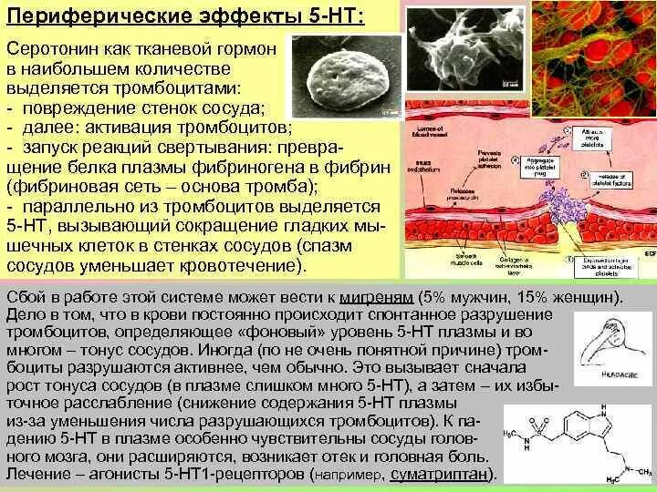 Серотонин в тромбоцитах. Серотонин в тромбоцитах функции. Серотонин гормон выделяется. Серотонин влияет на тромбоциты:.