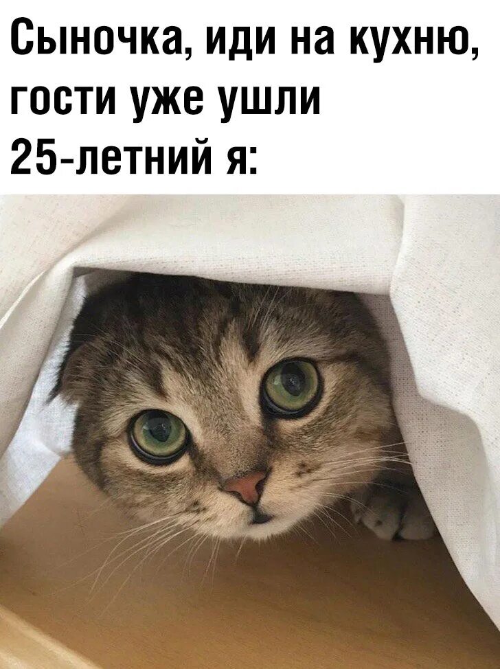 Как только вышла я уже. Кот милота мем. смешные котики мемы без текста. выходи уже.
