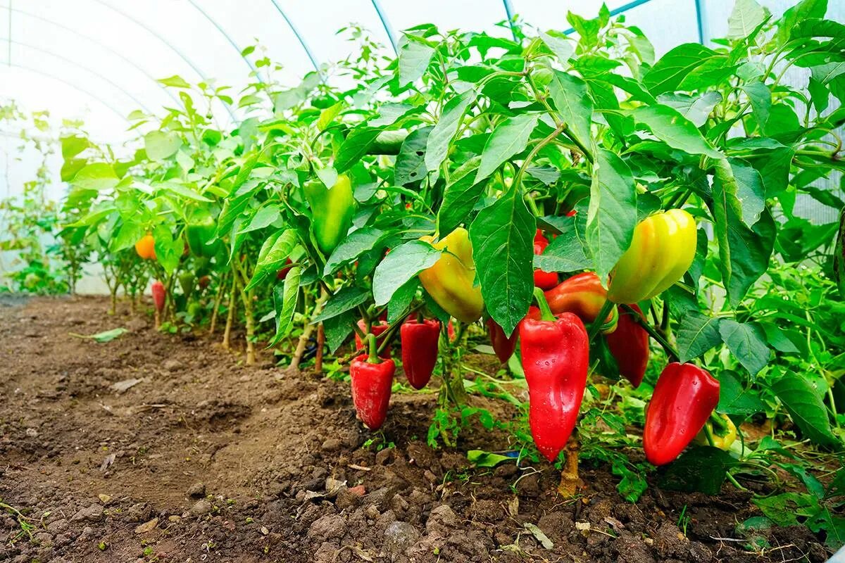 Перец Агаповский на грядке: фото отчет Зеленый рай Фотогалерея природы на dia-lo