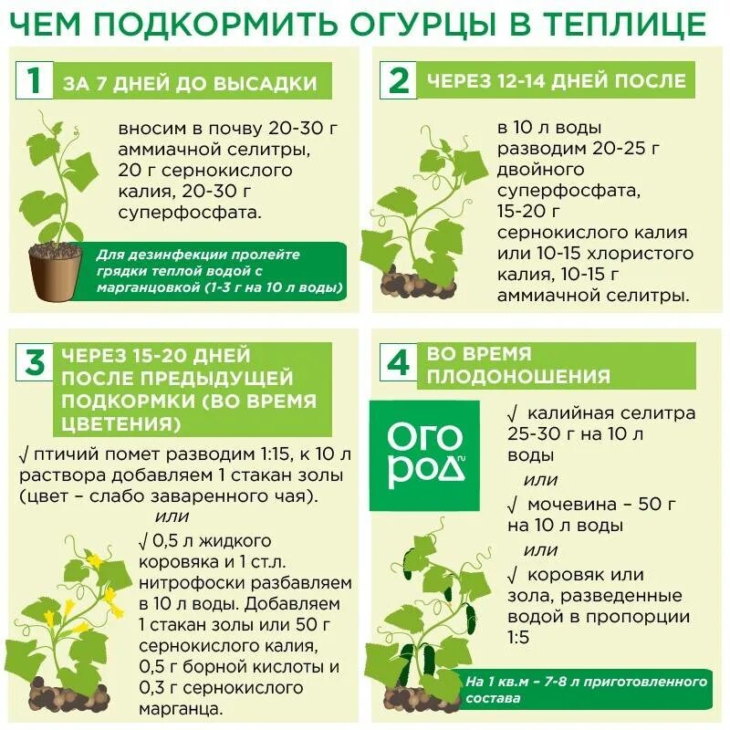 Подкормка для огурцов и помидоров. Схема удобрения огурцов. схема подкормки огурцов удобрениями. схема подкормки огурцов в открытом грунте. схема подкормки огурцов минеральными удобрениями.