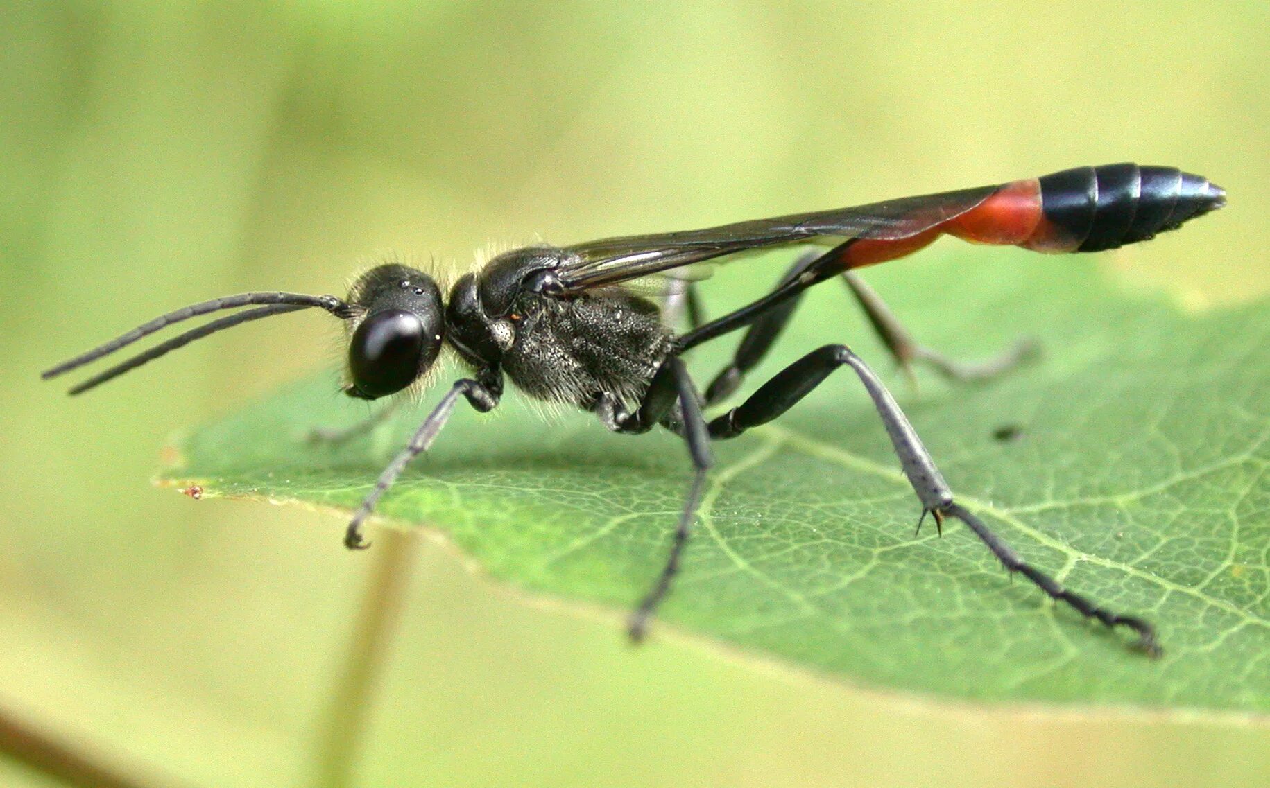 Аммофила Песчаная. Оса аммофила. Аммофила Песчаная. (Ammophila arenaria l). Муравьи наездники