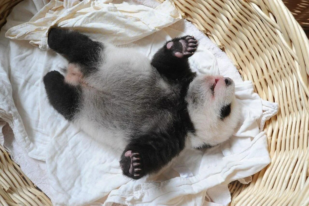 Панда сколько детенышей. Панда с детёнышем. Новорожденные панды. Спящие панды. Новорожденный Медвежонок панды.