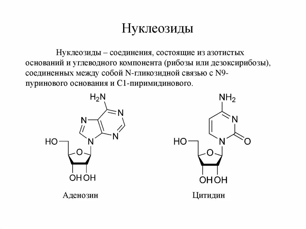 Какие функции выполняют нуклеотиды
