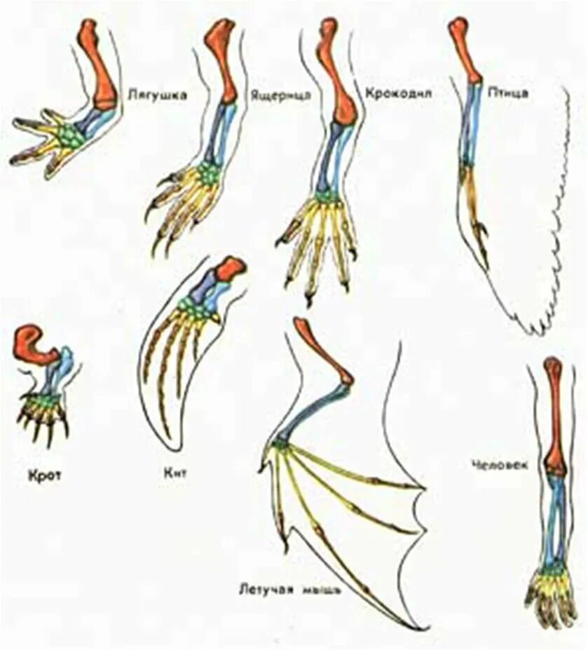 Строение конечностей рисунок. Эволюция передних конечностей наземных позвоночных. Гомология передних конечностей позвоночных. Пятипалые конечности позвоночных. Анатомия гомологичных конечностей позвоночных.