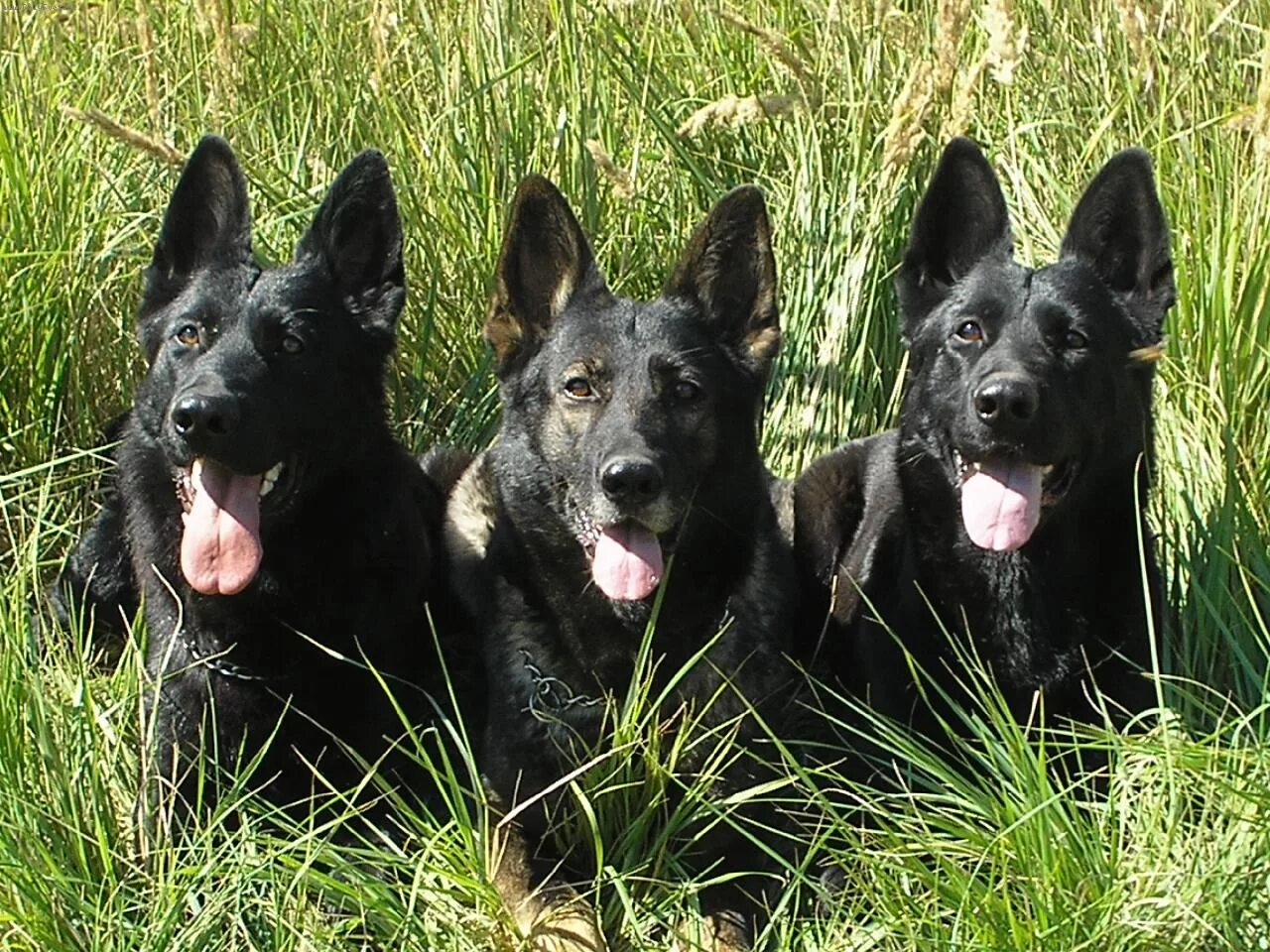 Швейцарская овчарка черная гладкошерстная. Покажи черную немецкую овчарку. Черерная немецкая овчарка. Итальянская овчарка черная. Классическая немецкая овчарка и черная овчарка.