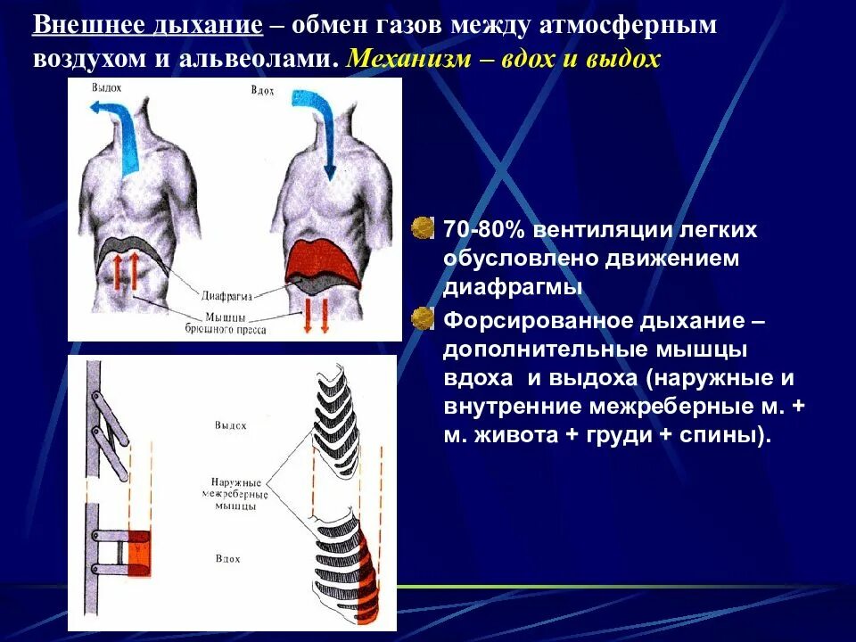 Вдох функции. Внешнее дыхание механизм вдоха и выдоха. Внешнее дыхание механизм вдоха и выдоха физиология. Механизм вентиляции легких физиология вдох выдох. Физиологический механизм вдоха физиология.