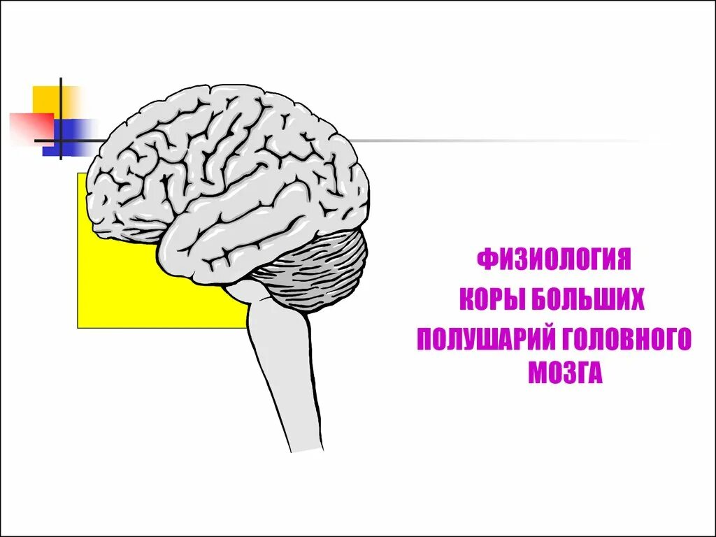 Нарушение коры полушарий. Физиология больших полушарий головного мозга. Физиология коры большого мозга. Физиология коры полушарий мозга.