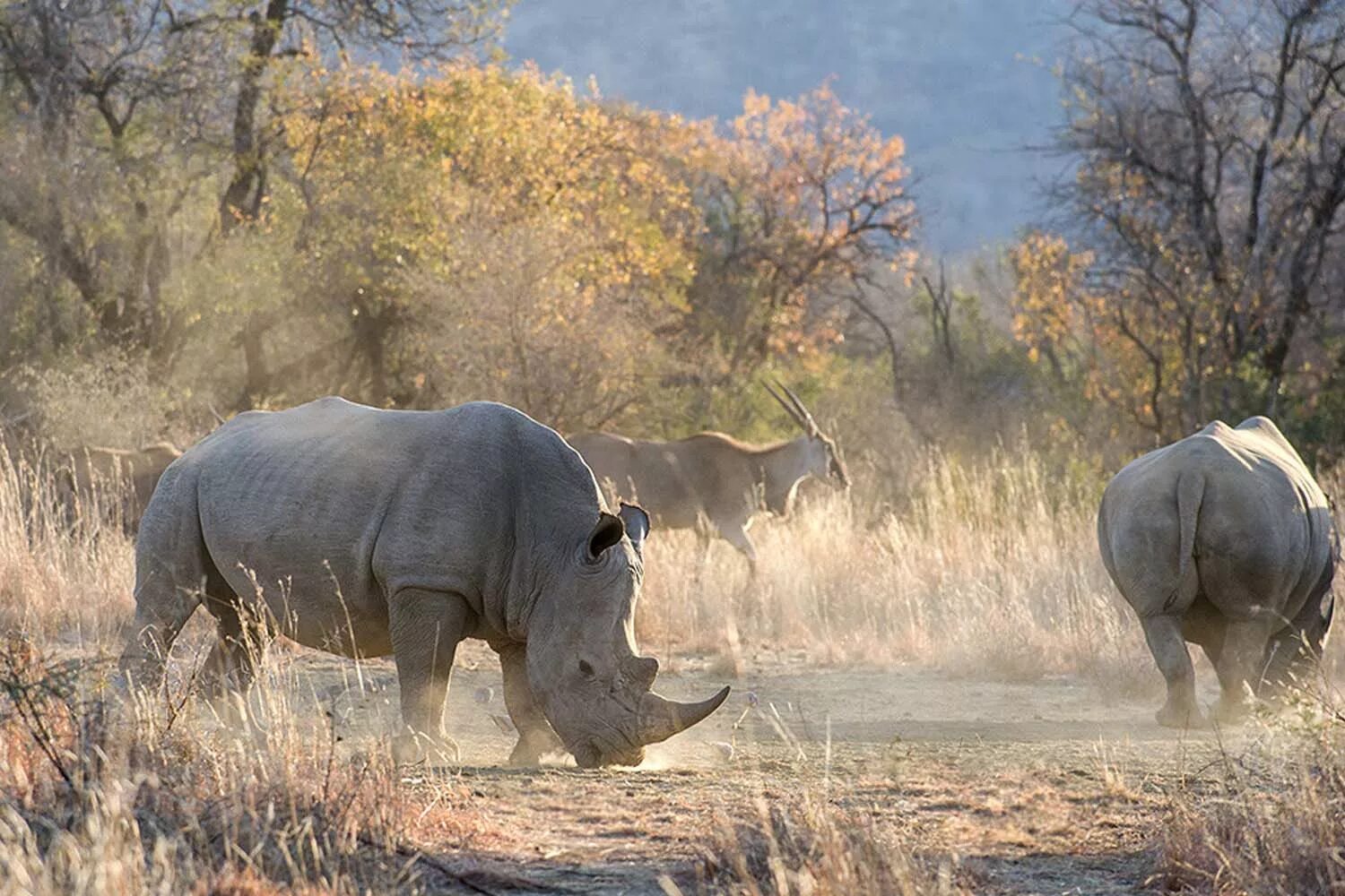 Национальный заповедник Габороне. Заповедник Моколоди. Ботсвана животный мир. Габороне Ботсвана животные. Носорог природная зона