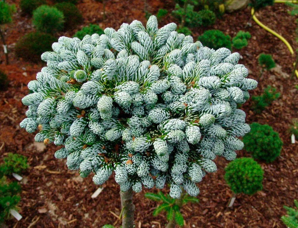 Abies koreana kohout s icebreaker