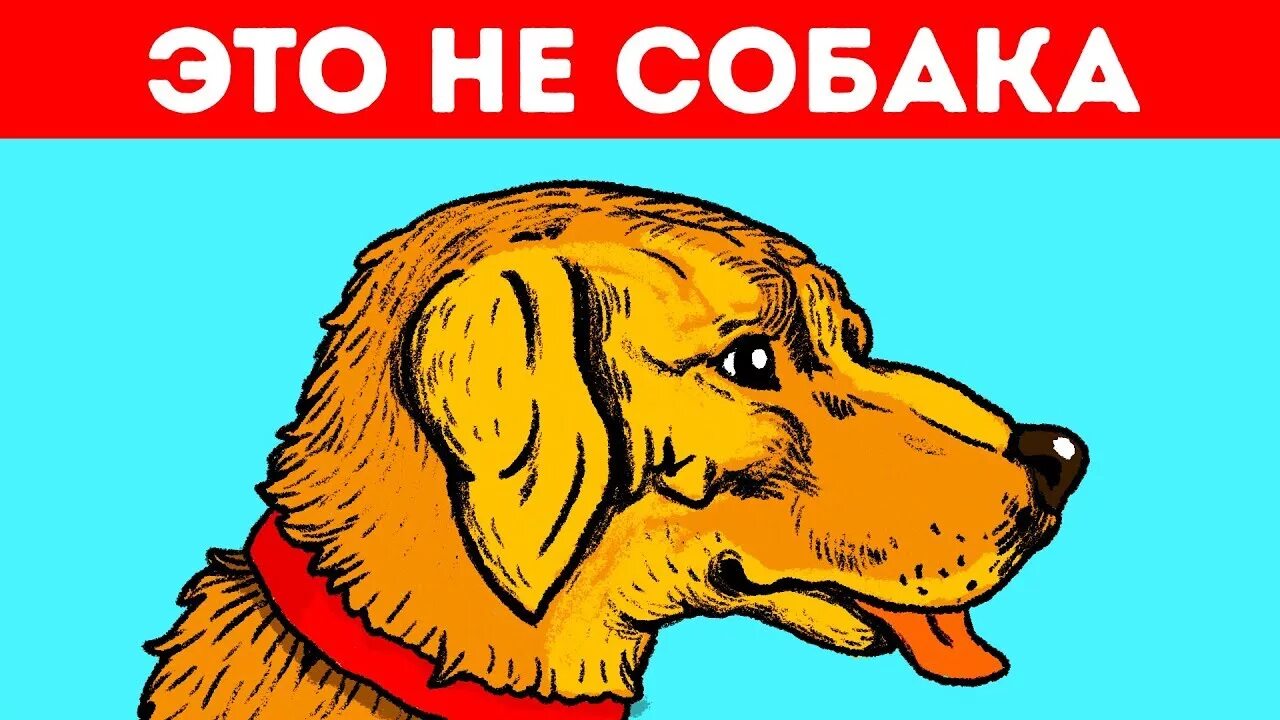 Оптическая иллюзия собака. Оптическая иллюзия собака и хозяин. Иллюзия собака или человек. Обман зрения собака. Обманутая собака