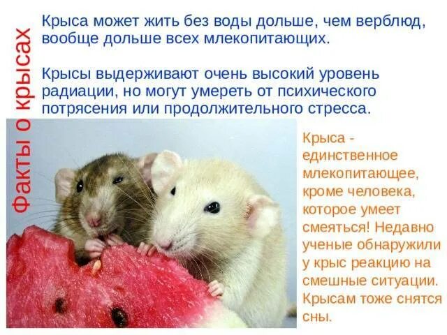 Сколько крыса может без воды