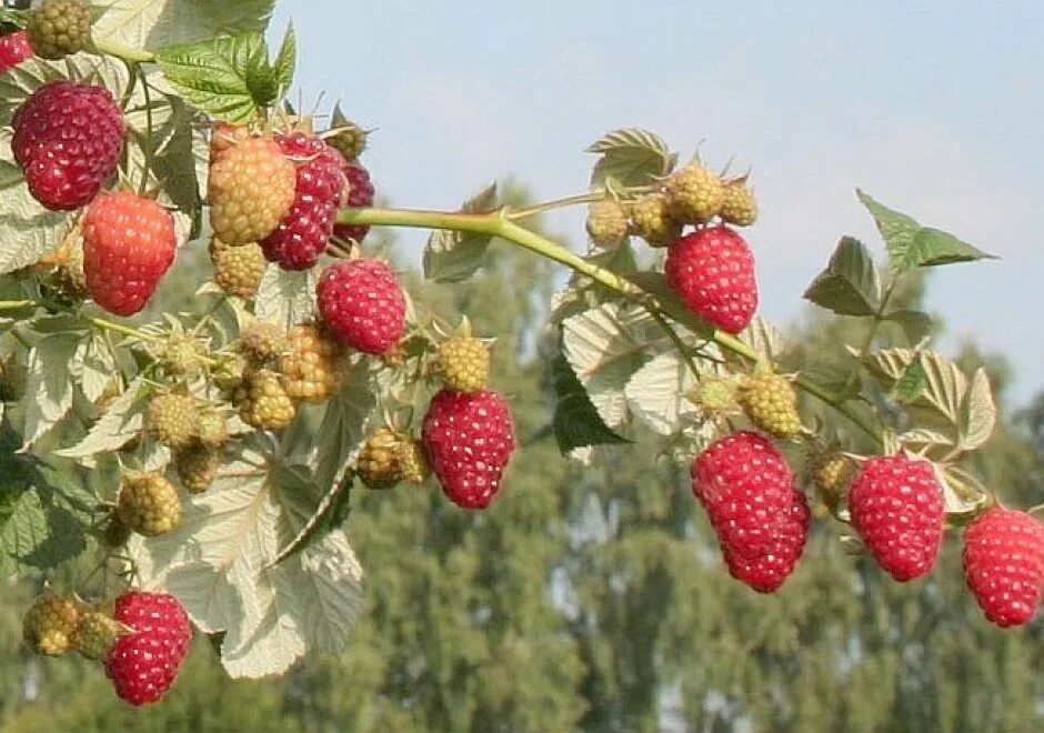 сорт малины брянское диво. малина ремонтантная брянское диво. малина ремонтантные сорта брянское диво. малина ремонтантные сорта брянское диво. малина ремонтантные сорта брянское диво.