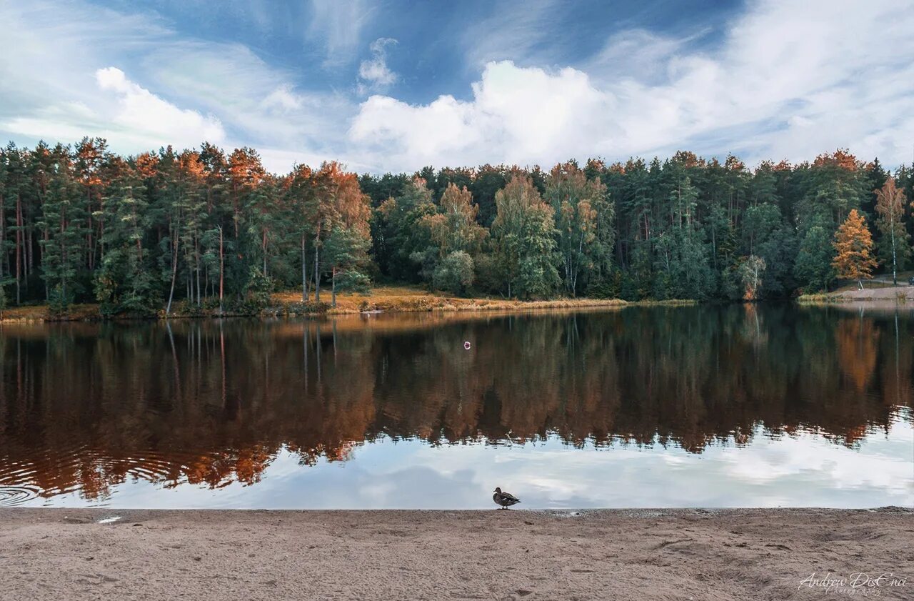 Печерский лесопарк могилев. Печерский лесопарк пляж могилёв. Печерский лесопарк могилёвская область. Печерский лесопарк могилев плотина. Беларусь могилев лесопарк.