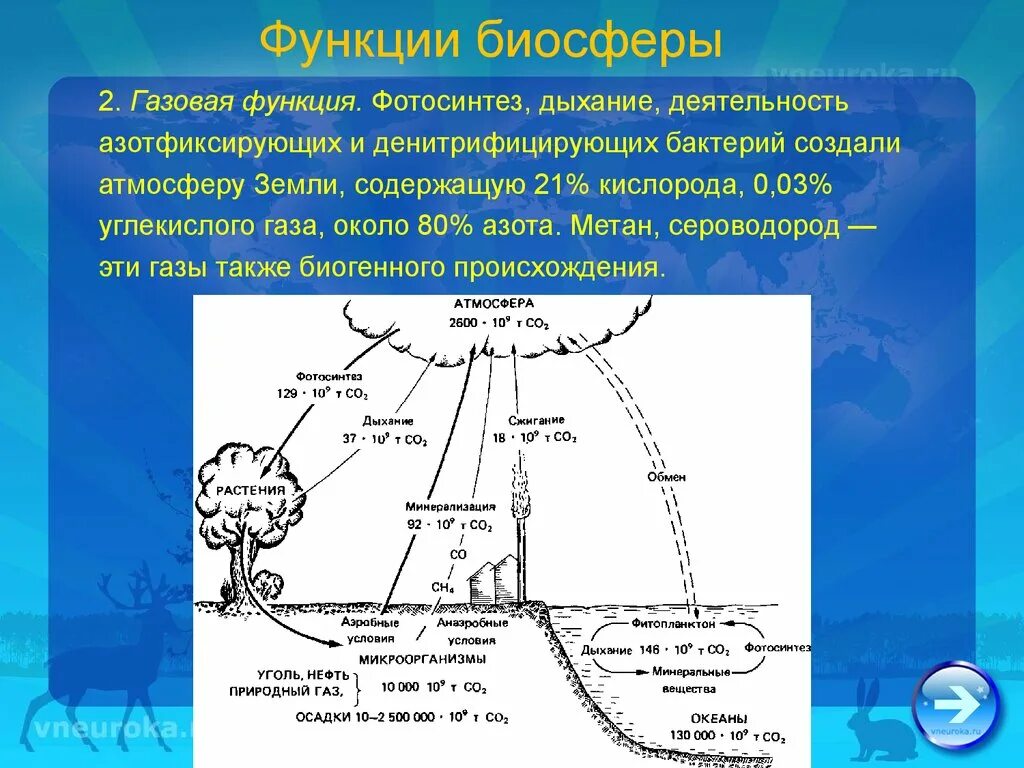 Углекислый газ функции в биосфере. Газовая функция бактерий. Функции атмосферы. Газовая функция живого вещества в биосфере. Функции биосферы.