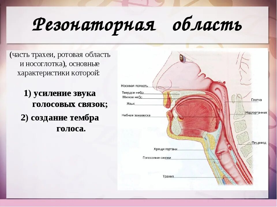 Носовая полость ротовая полость. Строение голосового аппарата связки. Строение певческого голосового аппарата. Голосовые резонаторы строение. Строение речевого аппарата анатомия.