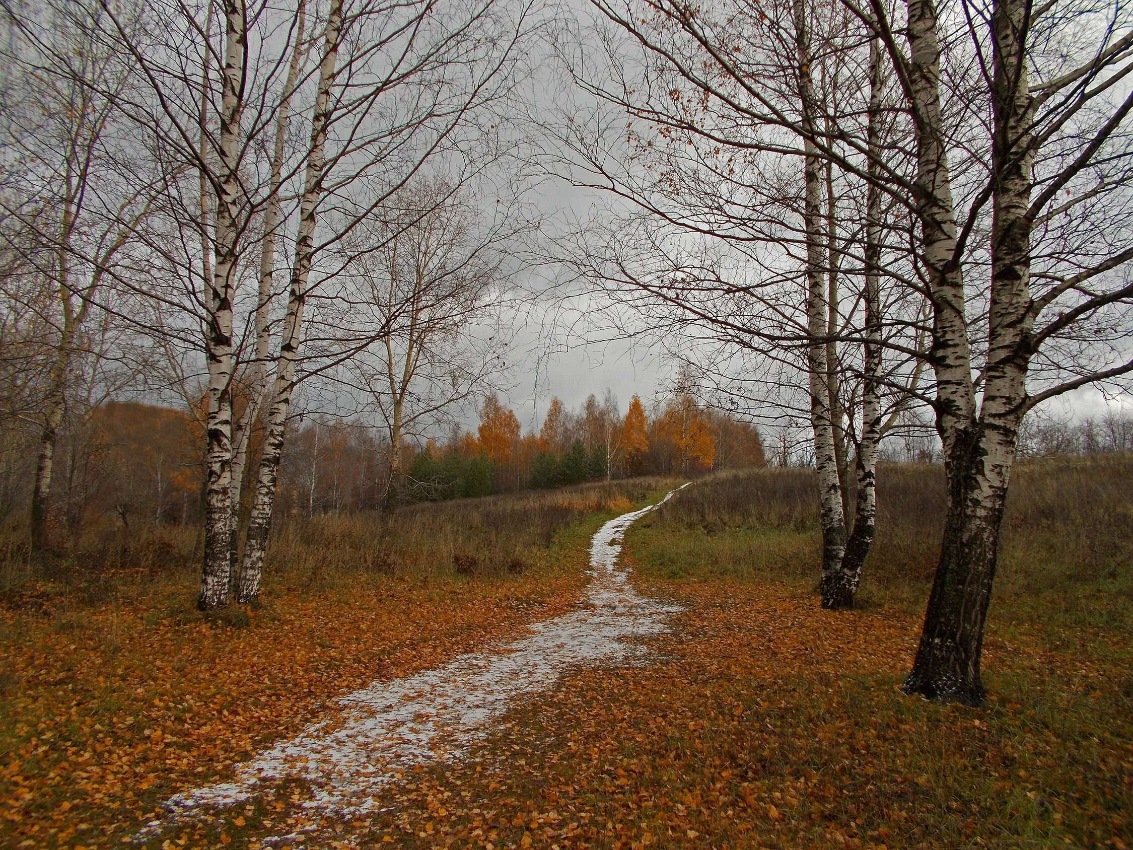 Поздней осени какое число. Поздняя осень. Поздняя осень в лесу. Поздняя осень Поляна. Поздняя осень в России.