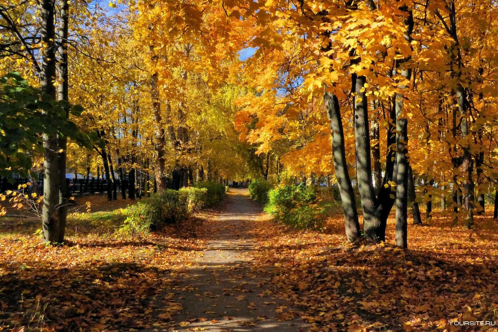 В старом парке есть кленовая аллея. Осень. Ранняя осень. Парк осенью. Осенний парк.