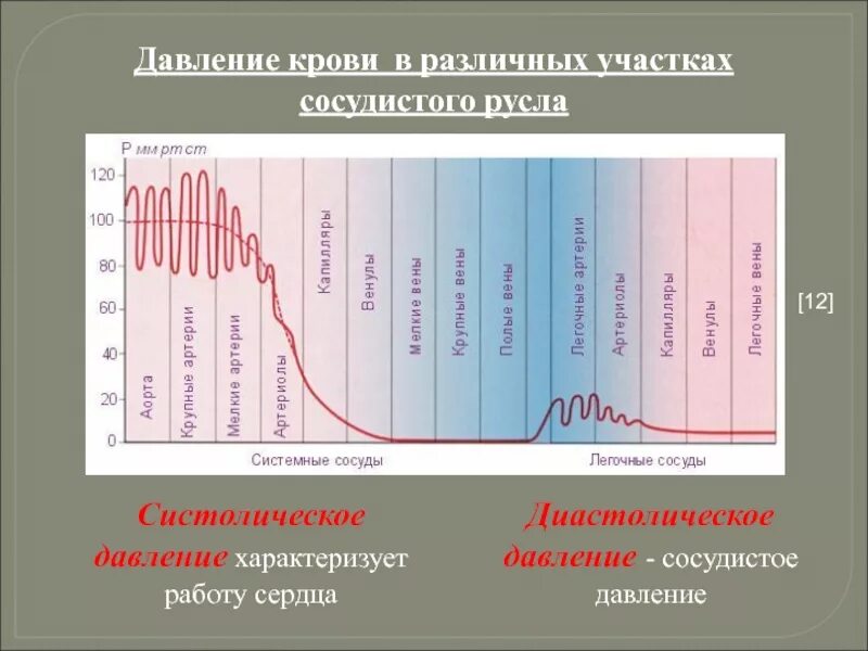 Артериальное давление в различных участках сосудистого русла. Кровяное давление в различных участках сосудистого русла. Изменение давления крови. График изменения давления крови.