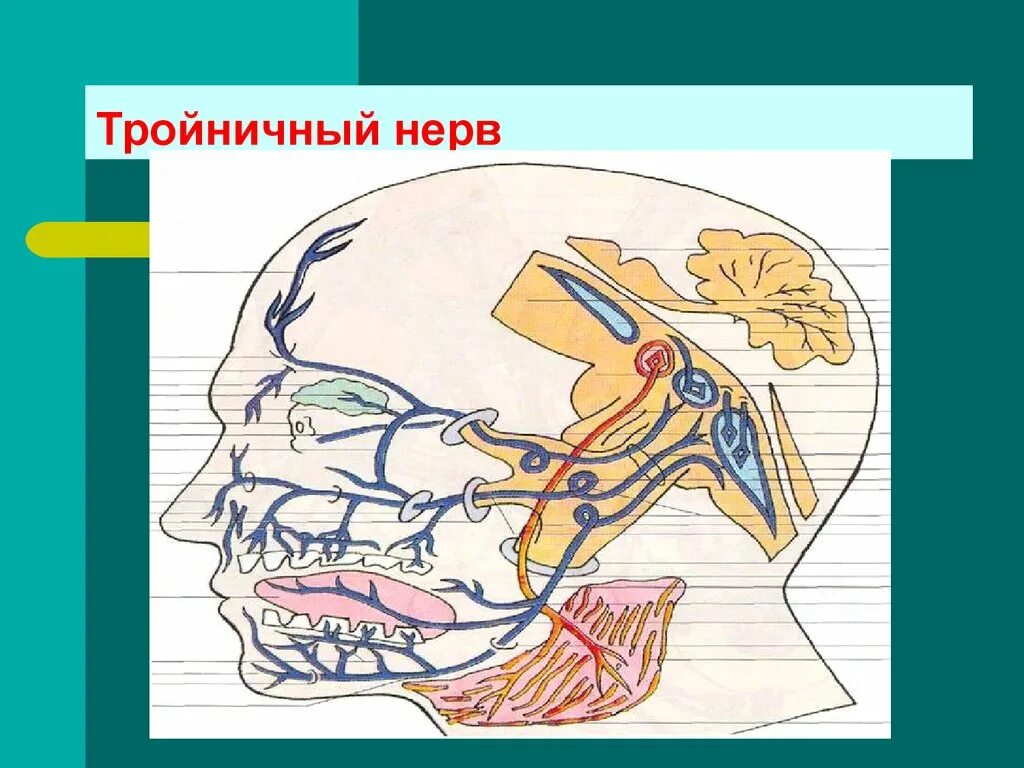 Тройничный нерв (n. trigeminus). Ганглий тройничного нерва анатомия. Тройничный ганглий расположение. Топография тройничного нерва топографическая анатомия.