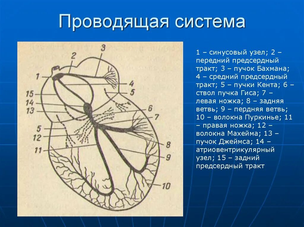 Пучок пуркинье. Проводящая система сердца Кента Джеймса. Пучки Кента Джеймса Махайма. Пучок Кента пучок Джеймса. Дополнительные проводящие пучки сердца..