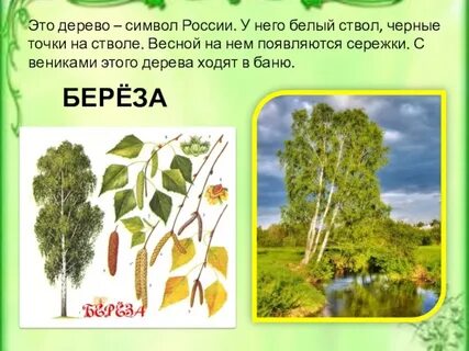 Почему у березы белый ствол