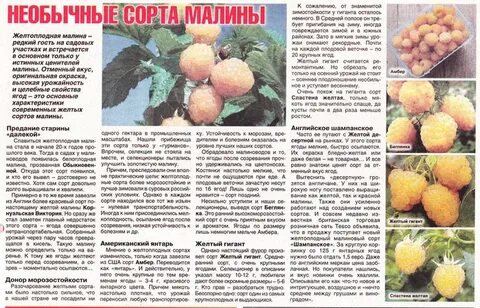 Описание малины сорта гигант