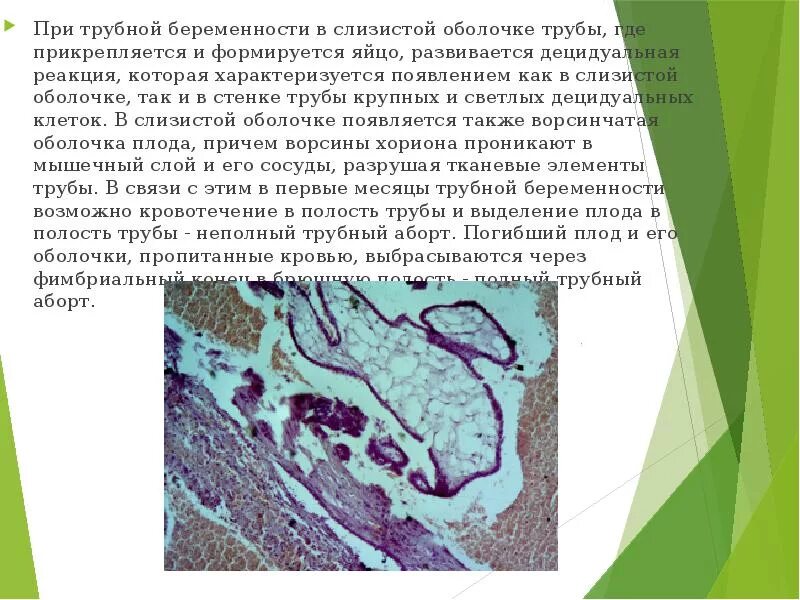 Децидуальные клетки функции