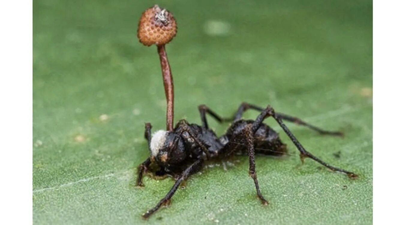 Кордицепс однобокий гриб. Кордицепс муравей зомби. Гриб кордицепс и муравей. Муравьев заболела