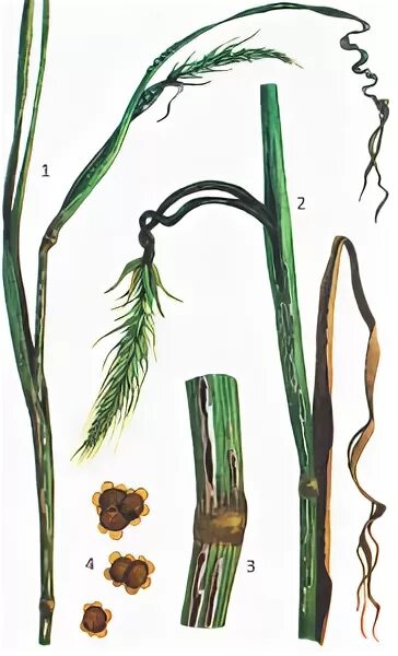 Стеблевая головня пшеницы. Пыльная головня пшеницы споры. Стеблевая головня пшеницы. Стеблевая головня ржи. Рожь стеблевая головня.