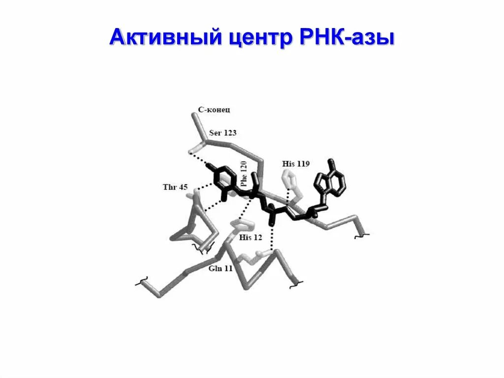 Схема активного центра. РНК-АЗУ. РНК-АЗУ L.