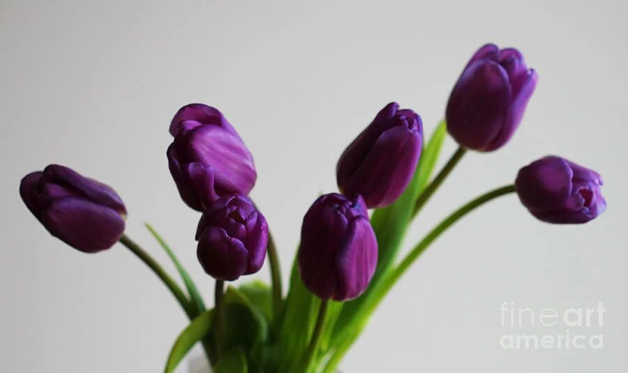 Что означают фиолетовые тюльпаны. Тюльпан Пурпл Дрим. Нежно сиреневые тюльпаны. Белые и фиолетовые тюльпаны. Фиолетовые тюльпаны фото.