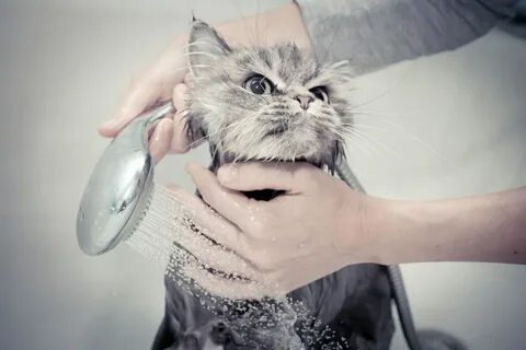 Моющий кот