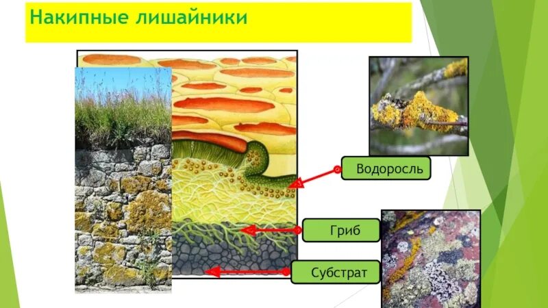 Накипные лишайники. Субстрат накипных лишайников. Накипные лишайники ударение. Графис лишайник накипной.