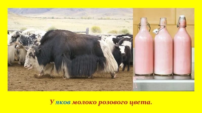 Какого цвета молоко у бегемота. Молоко яков. молоко яка. у яков розовое молоко. молоко самка яка.