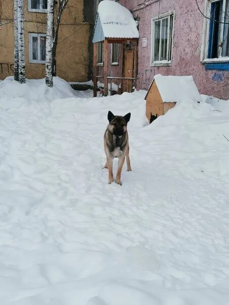 Г мегион собаки. Мегион собака пропала май. Питомник мегион. Кострома нужна собачка девочка уличная. Кот и пес мегион.
