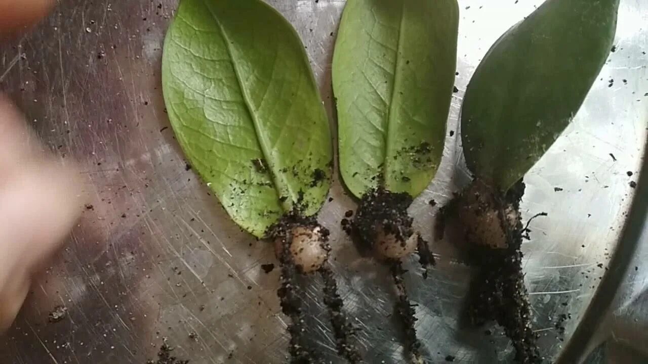 Замиокулькас корни в воде. Замиокулькас цветок корни. Замиокулькас big Leaf. Долларовое дерево замиокулькас корни. Замиокулькас укоренить.