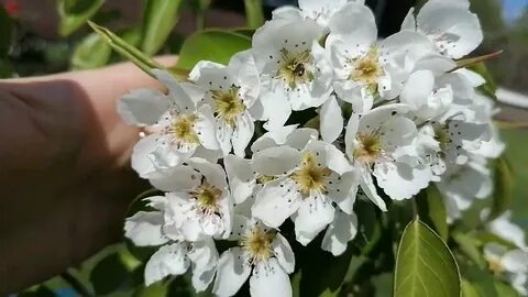 Груша чижовская цветение