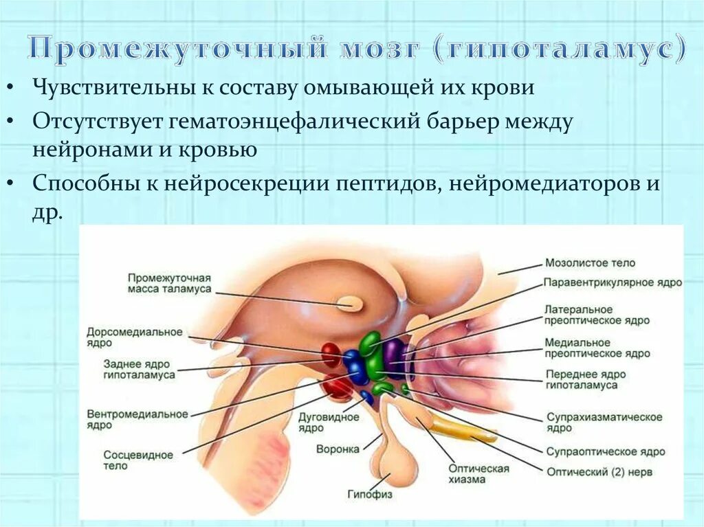 Нервные центры промежуточного мозга. Промежуточный мозг анатомия строение. Строение мозга промежуточный мозг. Промежуточный гипоталамус строение. Структура и строение промежуточного мозга.