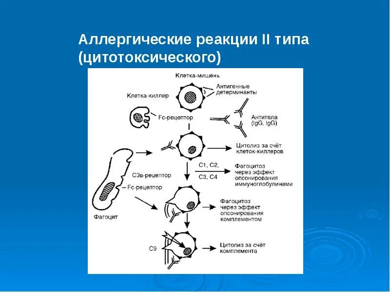 Аллергические реакции ii типа. Аллергическая реакция 2 типа. схема аллергической реакции 2 типа. второй тип аллергической реакции схема. 2 цитотоксический тип аллергических реакций.