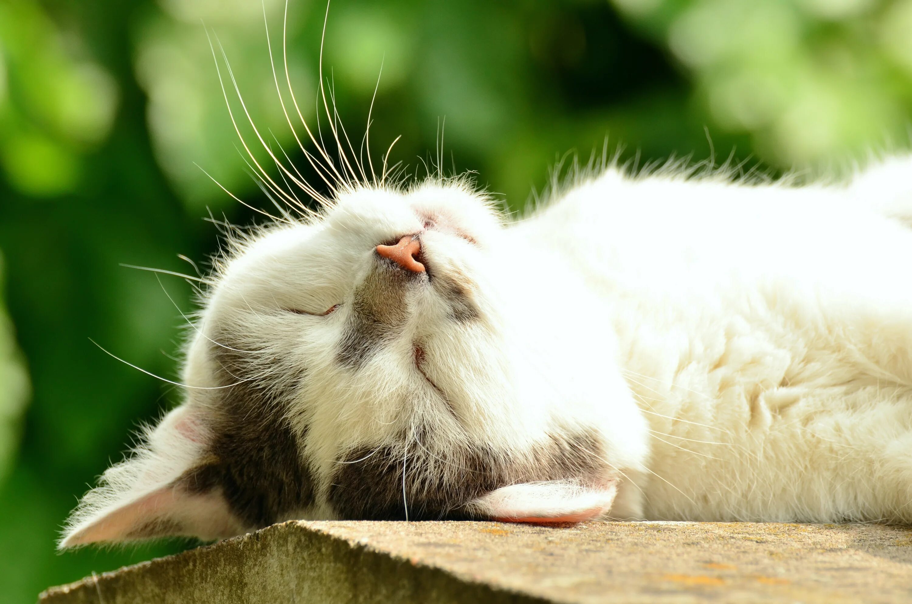 Довольный кот. Счастливый кот. Кот нежится на солнышке. Кошка на солнышке. Cat is happy