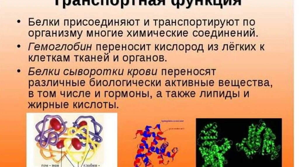 Вещества выполняющие защитную функцию. Транспортная функция белков. белки транспортная функция примеры. белки выполняющие транспортную функцию. белок в организме с транспортной функцией.