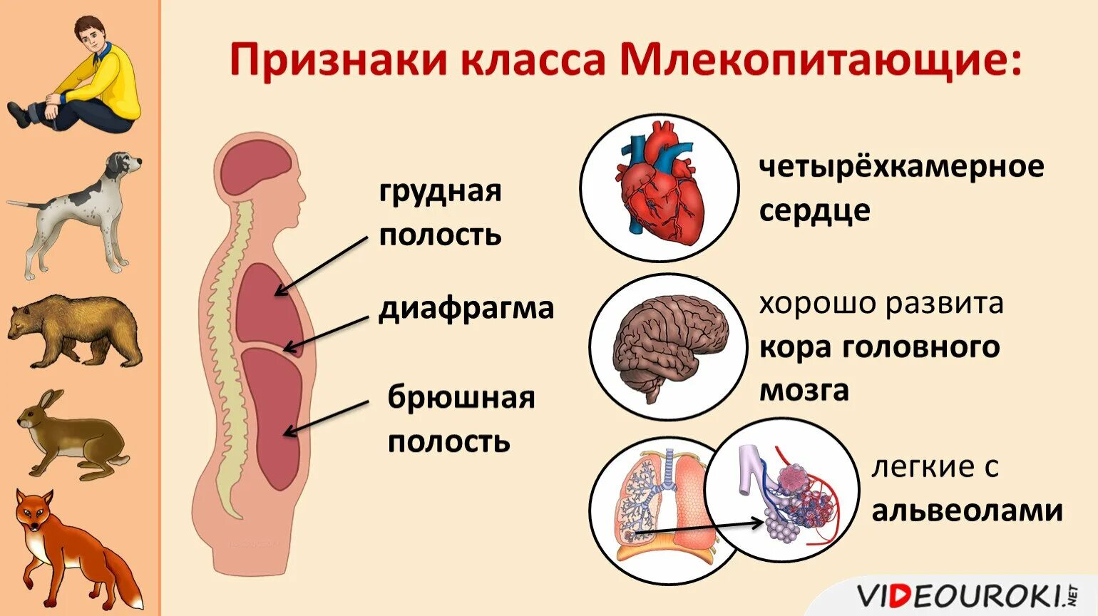 У какого класса животных появляется диафрагма впр. Признаки класса млекопитающие 8 класс. признаки млекопитающих у человека. прмщнаеми млекопитающих. признаки класса млекопитающих у человека.