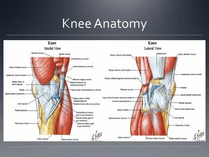 Anatomy teenwxve