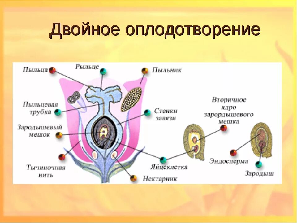 Схема двойного оплодотворения у растений 6 класс. Двойное оплодотворение у покрытосеменных растений. схема двойного оплодотворения у покрытосеменных растений. схема двойного оплодотворения цветка. двойное оплодотворение у цветковых растений 9 класс.