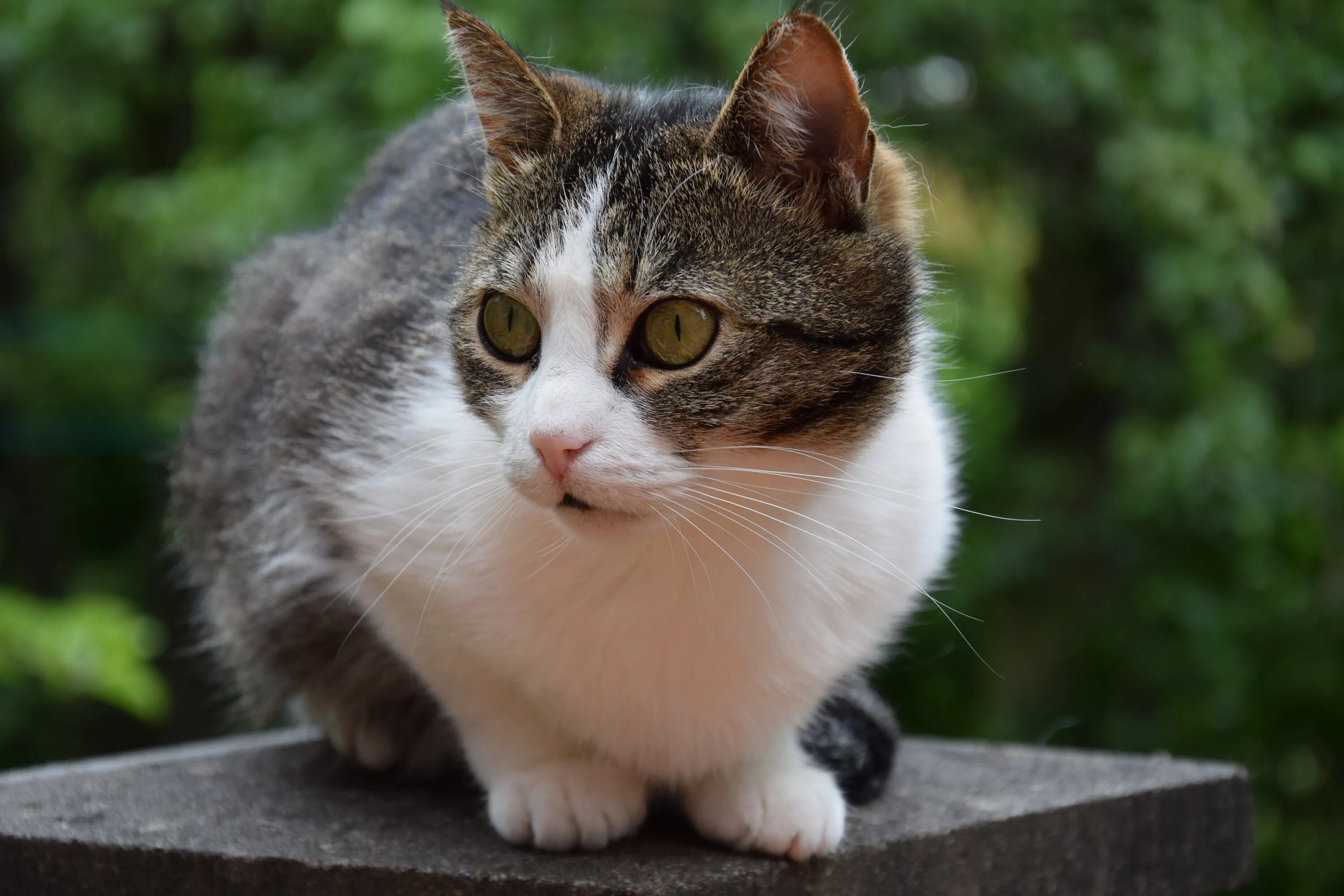 Коты. Домашние кошки простые. Простые коты. Животные с закрытым ртом. Просто кот.