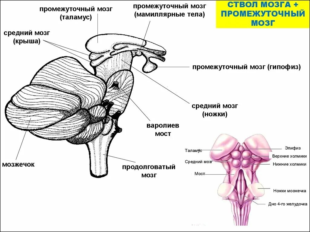 Каким номером на рисунке обозначен продолговатый мозг. Продолговатый мозг варолиев мост средний мозг. Продолговатый мозг и варолиев мост в сагиттальной проекции. Промежуточный мозг строение. Продолговатый мозг,мост,средний мозг, мозжечок,промежуточный.