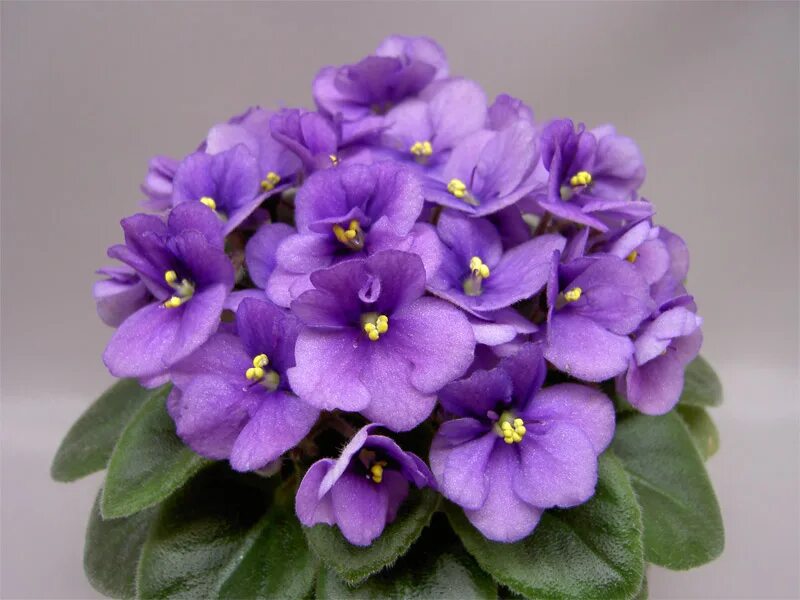 Фиалка rob's cool fruit. Фиалки робс. Фиалки робс. Rob's monkeyshines фиалка. Фиалки робс.